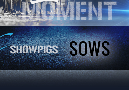 Sows