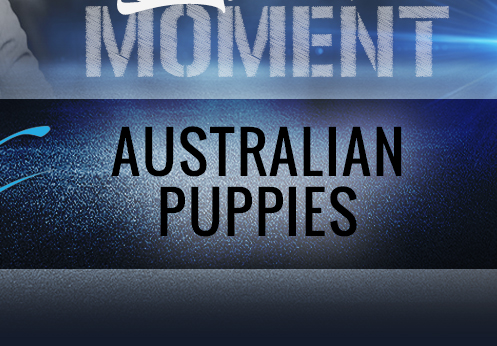 Australian Puppies