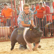 Goss Livestock Winner