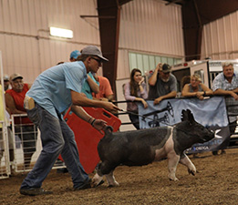Goss Livestock Winners