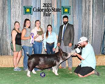 Goss Showpigs - Champion Berk Missouri State Fair